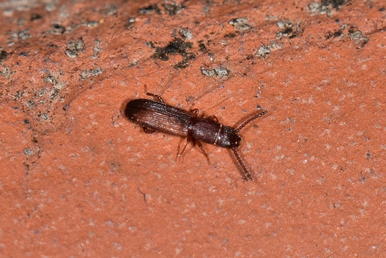 Laemophloeidae: Cryptolestes clematidis